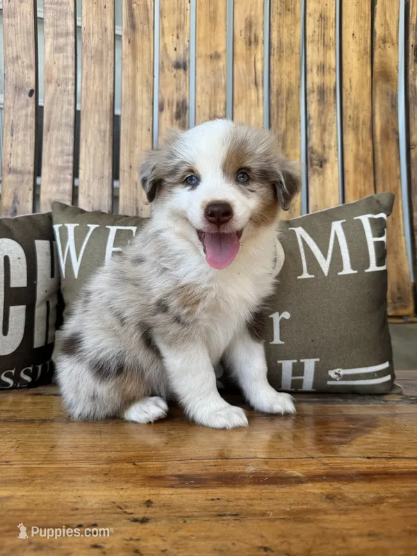 Charley – Toy Australian Shepherd puppy for sale in Wills Point, TX