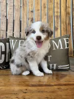 Charley, a male Toy Australian Shepherd for sale in Wills Point, TX – 1 of 10
