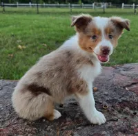 Merada, a female Toy Australian Shepherd for sale in Wills Point, TX – 8 of 10