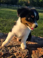 Milo, a male Toy Australian Shepherd for sale in Wills Point, TX – 3 of 9