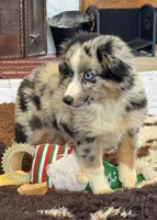 Bluey, a male Toy Australian Shepherd for sale in Wills Point, TX – 3 of 10