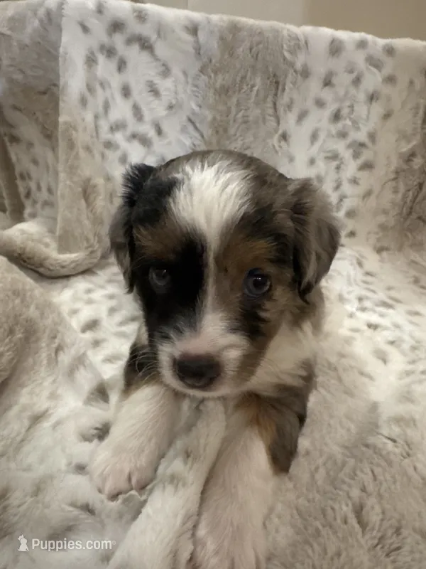 Betsy – Toy Australian Shepherd puppy for sale in Wills Point, TX