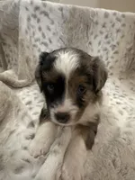 Betsy, a female Toy Australian Shepherd for sale in Wills Point, TX – 1 of 10