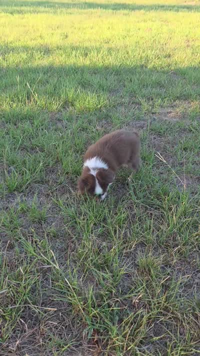Tanner, a male Toy Australian Shepherd for sale in Wills Point, TX – 7 of 7