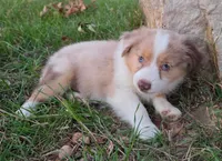 Dallas, a male Toy Australian Shepherd for sale in Wills Point, TX – 4 of 8