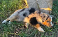Bella, a female Toy Australian Shepherd for sale in Wills Point, TX – 5 of 10