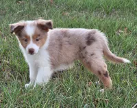 Merada, a female Toy Australian Shepherd for sale in Wills Point, TX – 2 of 10
