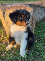 Ryder, a male Toy Australian Shepherd for sale in Wills Point, TX – 4 of 9