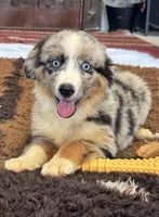 Bluey, a male Toy Australian Shepherd for sale in Wills Point, TX – 7 of 10