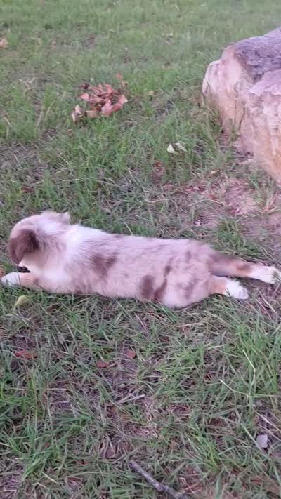 Dallas, a male Toy Australian Shepherd for sale in Wills Point, TX – 8 of 8