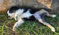 Flynn, a male Toy Australian Shepherd for sale in Wills Point, TX – 7 of 10