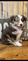 Malachi, a male Toy Australian Shepherd for sale in Wills Point, TX – 6 of 10