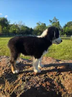 Flynn, a male Toy Australian Shepherd for sale in Wills Point, TX – 8 of 10