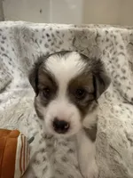 Martha, a female Toy Australian Shepherd for sale in Wills Point, TX – 2 of 10