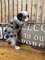 Jake, a male Toy Australian Shepherd for sale in Wills Point, TX – 7 of 10