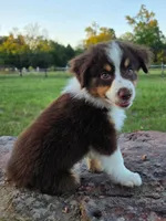 Teddy, a male Toy Australian Shepherd for sale in Wills Point, TX – 4 of 9