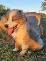 Bella, a female Toy Australian Shepherd for sale in Wills Point, TX – 4 of 10
