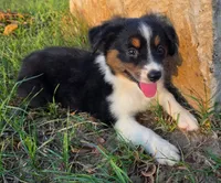Milo, a male Toy Australian Shepherd for sale in Wills Point, TX – 2 of 9