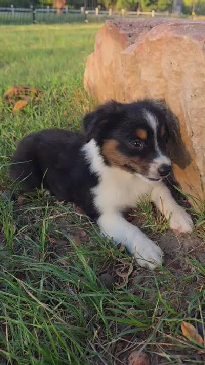 Milo, a male Toy Australian Shepherd for sale in Wills Point, TX – 8 of 9