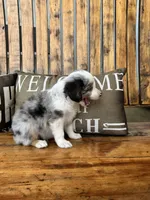 Jake, a male Toy Australian Shepherd for sale in Wills Point, TX – 8 of 10