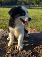 Flynn, a male Toy Australian Shepherd for sale in Wills Point, TX – 4 of 10