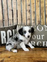 Jake, a male Toy Australian Shepherd for sale in Wills Point, TX – 9 of 10