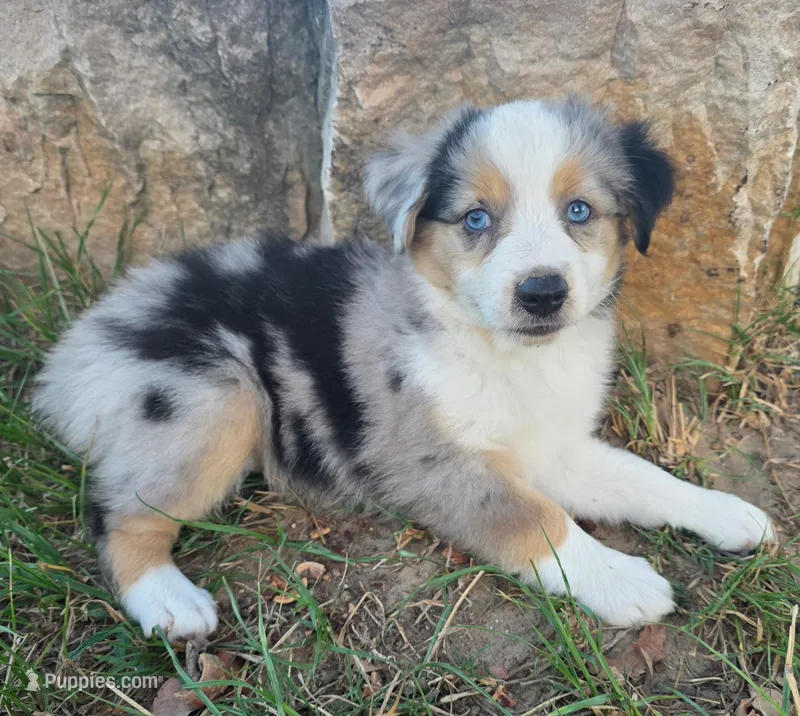 Koda – Toy Australian Shepherd puppy for sale in Wills Point, TX