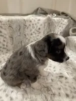 Betsy, a female Toy Australian Shepherd for sale in Wills Point, TX – 8 of 10