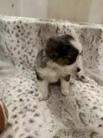 Martha, a female Toy Australian Shepherd for sale in Wills Point, TX – 5 of 10