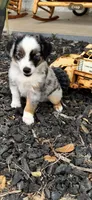 George, a male Toy Australian Shepherd for sale in Wills Point, TX – 5 of 8