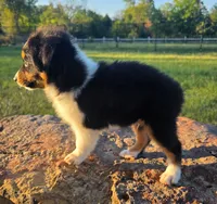Milo, a male Toy Australian Shepherd for sale in Wills Point, TX – 5 of 9