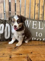 Malachi, a male Toy Australian Shepherd for sale in Wills Point, TX – 2 of 10
