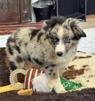 Bluey, a male Toy Australian Shepherd for sale in Wills Point, TX – 4 of 10