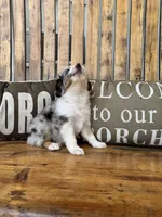 Jake, a male Toy Australian Shepherd for sale in Wills Point, TX – 6 of 10