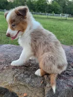 Merada, a female Toy Australian Shepherd for sale in Wills Point, TX – 9 of 10