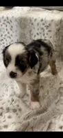 George, a male Toy Australian Shepherd for sale in Wills Point, TX – 9 of 10