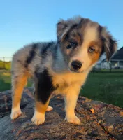Bella, a female Toy Australian Shepherd for sale in Wills Point, TX – 2 of 10