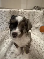 Betsy, a female Toy Australian Shepherd for sale in Wills Point, TX – 6 of 10