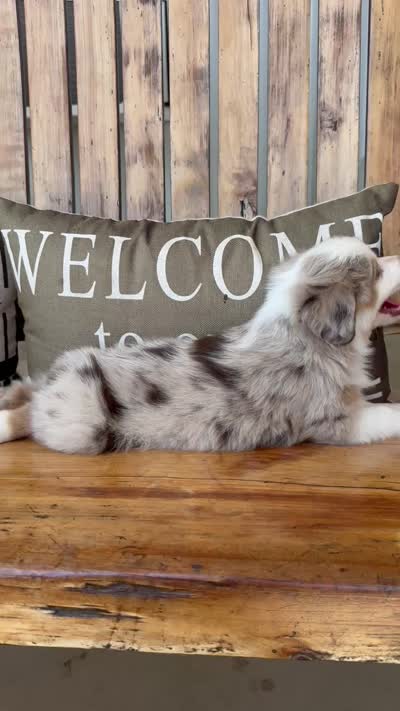 Charley, a male Toy Australian Shepherd for sale in Wills Point, TX – 10 of 10
