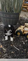 Penelope, a female Toy Australian Shepherd for sale in Wills Point, TX – 9 of 10