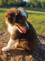 Tanner, a male Toy Australian Shepherd for sale in Wills Point, TX – 3 of 7