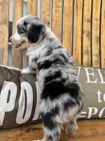 Jake, a male Toy Australian Shepherd for sale in Wills Point, TX – 4 of 10