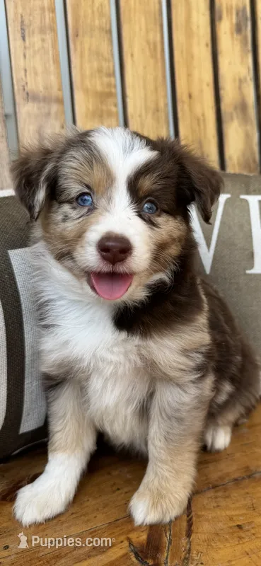 Malachi – Toy Australian Shepherd puppy for sale in Wills Point, TX