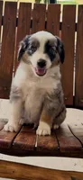 George, a male Toy Australian Shepherd for sale in Wills Point, TX – 7 of 8