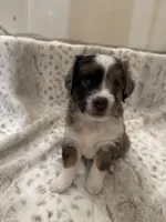 Betsy, a female Toy Australian Shepherd for sale in Wills Point, TX – 4 of 10