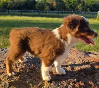 Tanner, a male Toy Australian Shepherd for sale in Wills Point, TX – 5 of 7