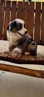 George, a male Toy Australian Shepherd for sale in Wills Point, TX – 2 of 8