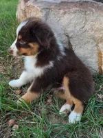 Teddy, a male Toy Australian Shepherd for sale in Wills Point, TX – 5 of 9