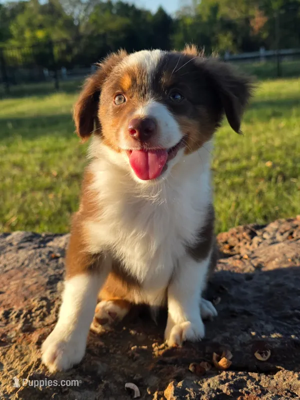 Tanner – Toy Australian Shepherd puppy for sale in Wills Point, TX