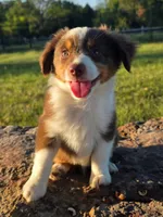 Tanner, a male Toy Australian Shepherd for sale in Wills Point, TX – 1 of 7